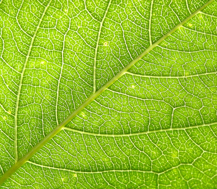 Foglia verde chiara (fronte)