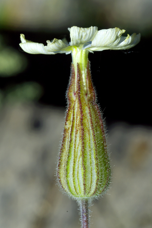 Fiore verde