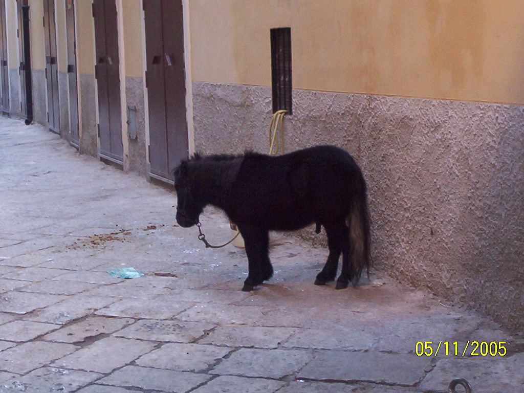 cavallino :)