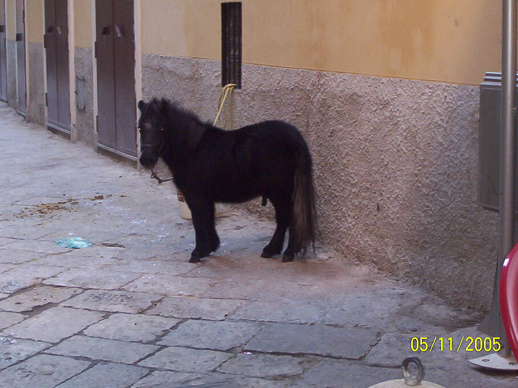cavallino 2