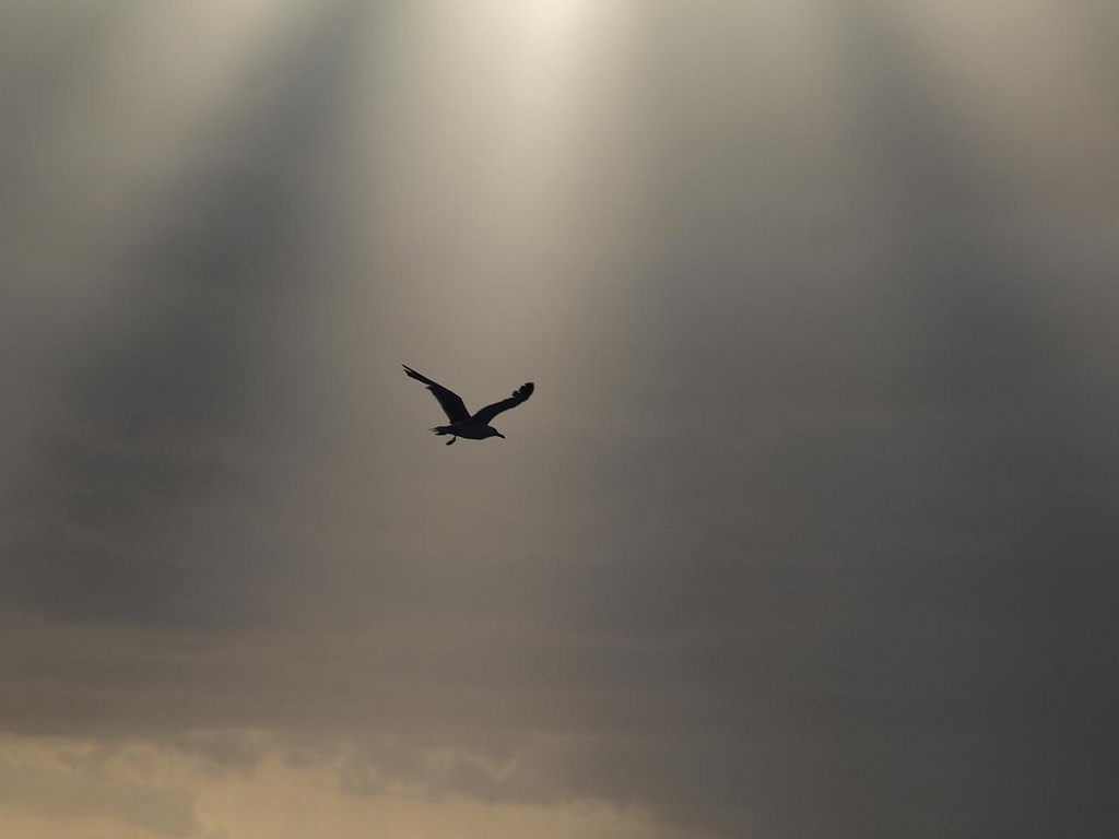 Lonely Bird