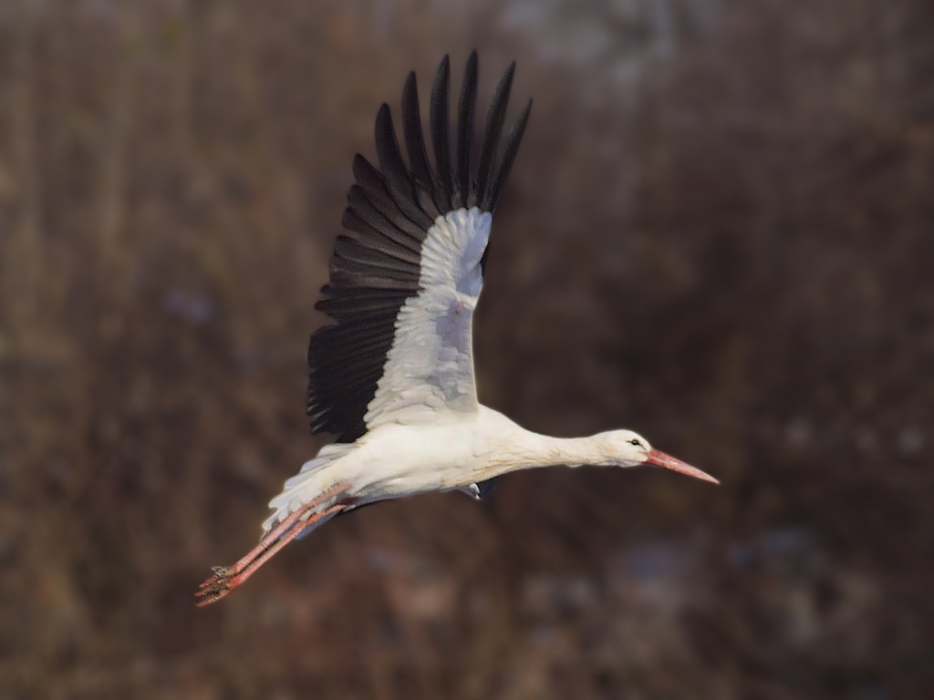 Cicogna in volo