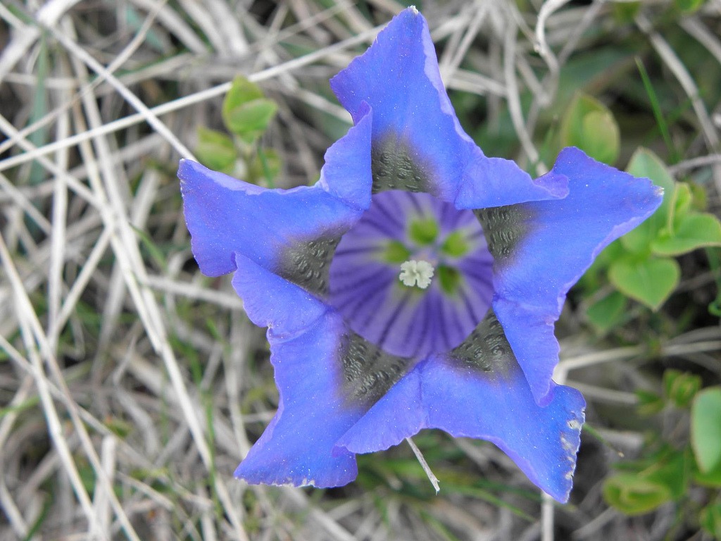 Genziana