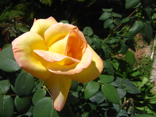 rosa gialla