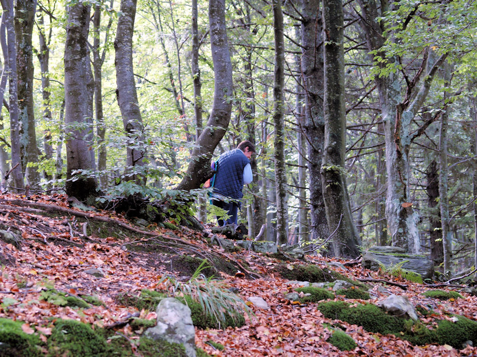 nel bosco