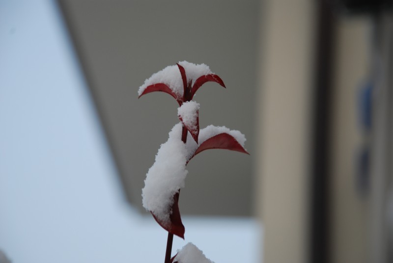 Siepe sotto la neve