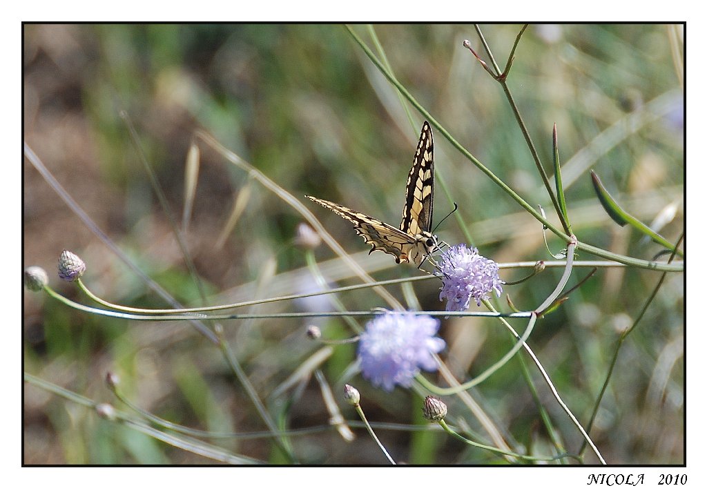 FARFALLA
