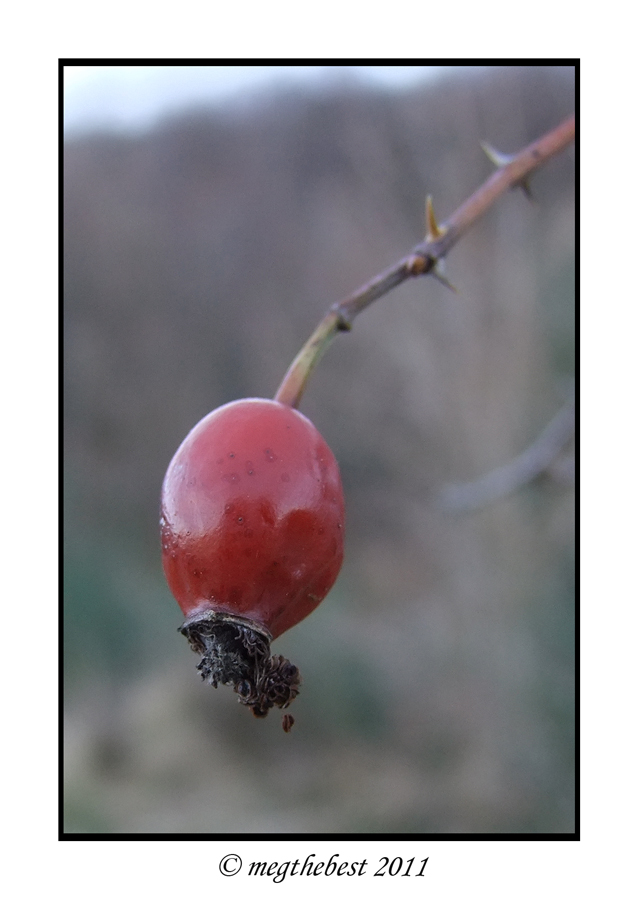Rosa Canina
