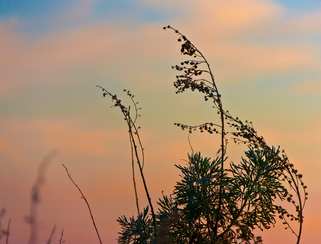The Wind...
