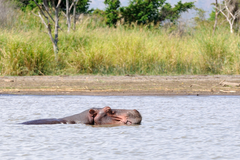 Ippopotamo - Lago Chamo, Etiopia