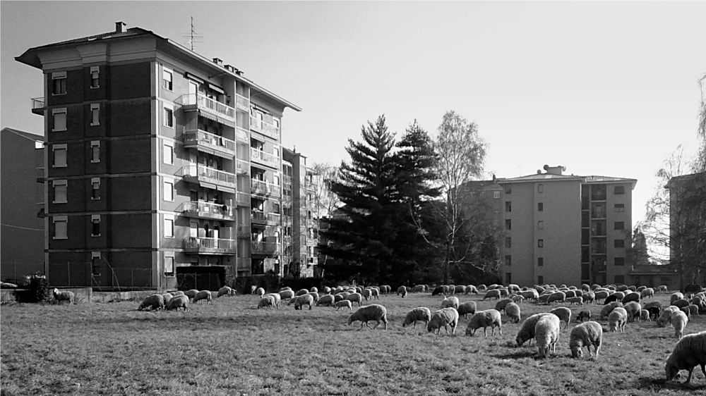 Pecore in citt - 2 - BN
