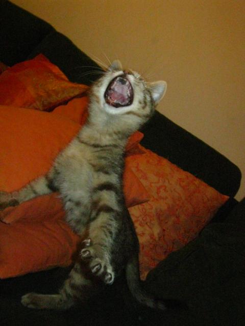 quando il gatto c' i topi scappano
