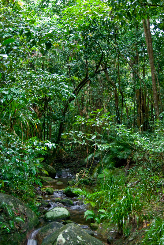 Foresta Pluviale