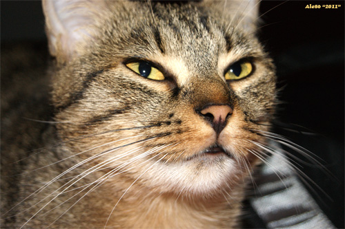 my sweet cat