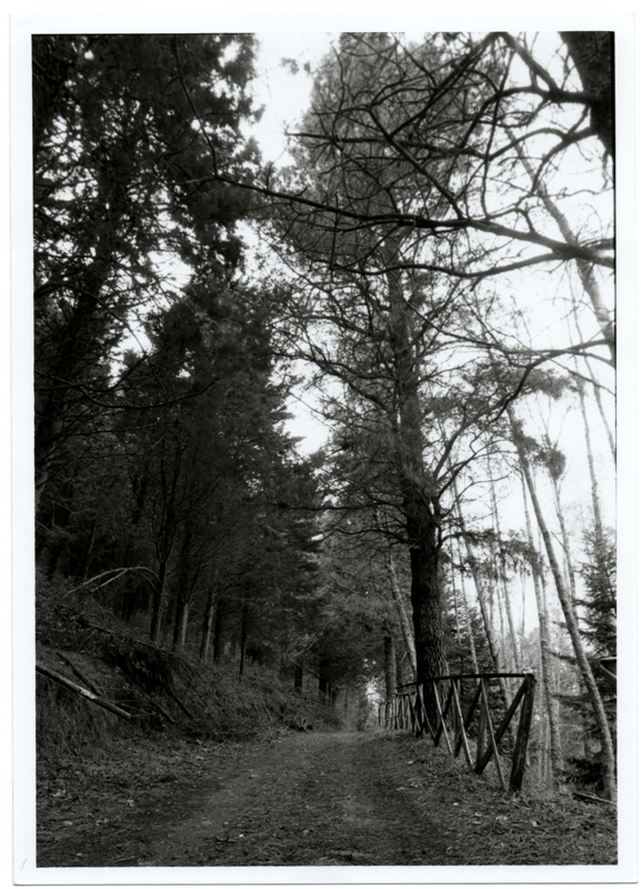 pineta