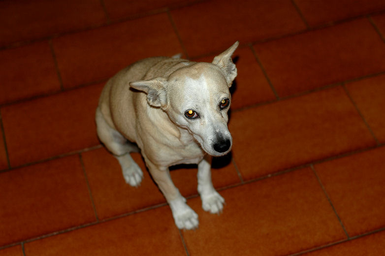 Molly