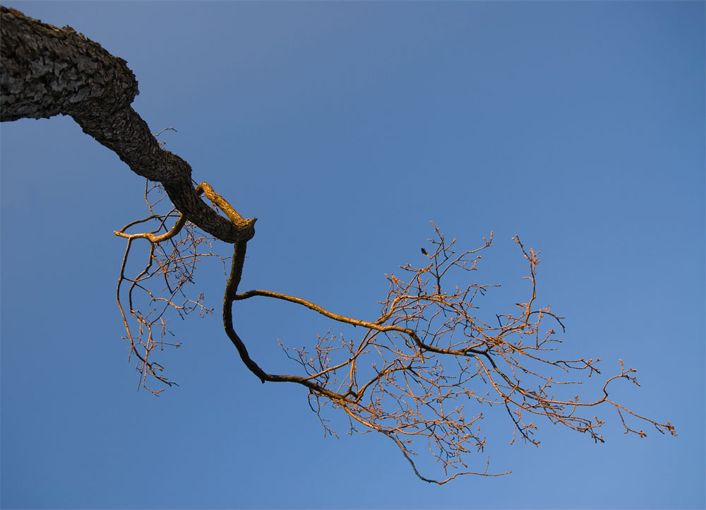 Albero, 1