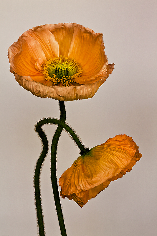 anemoni (di Liliana R.)