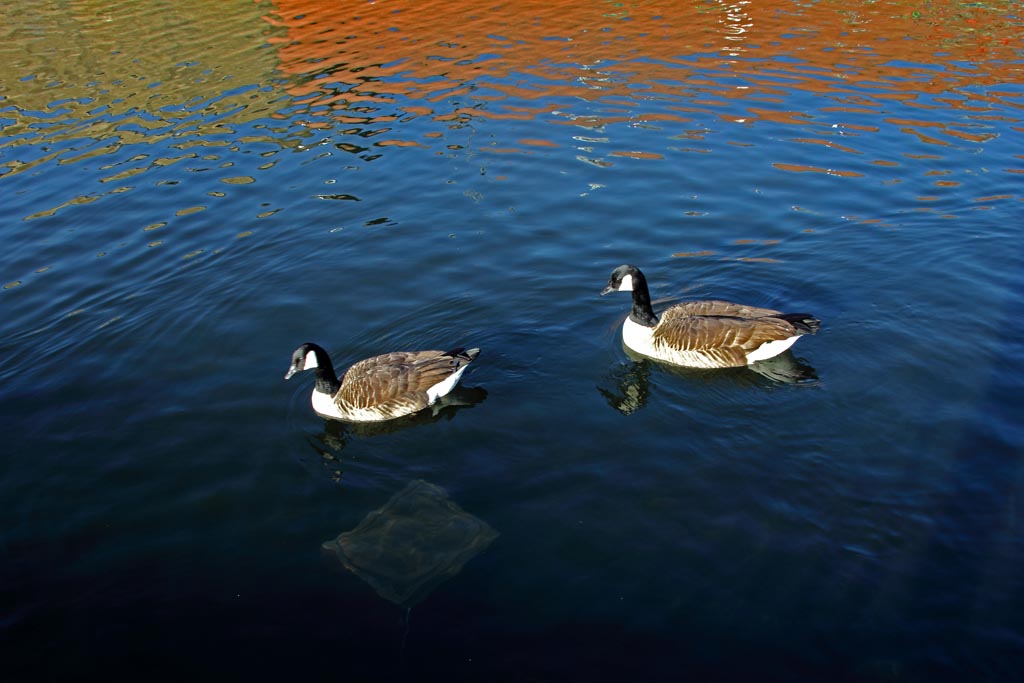 cambia canale