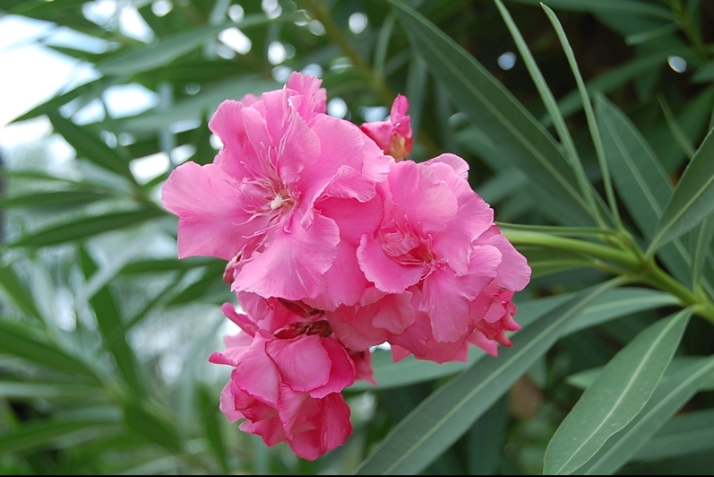 Fiore di Sardegna