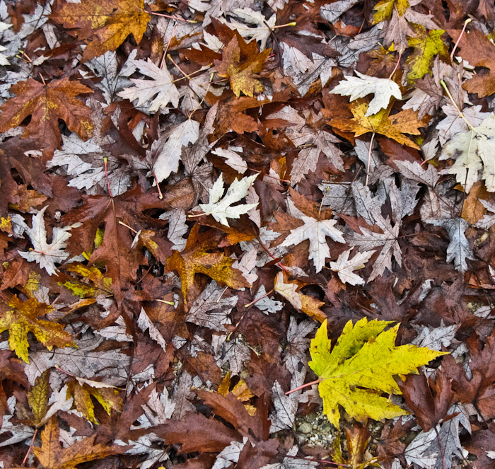 Foglie d'autunno