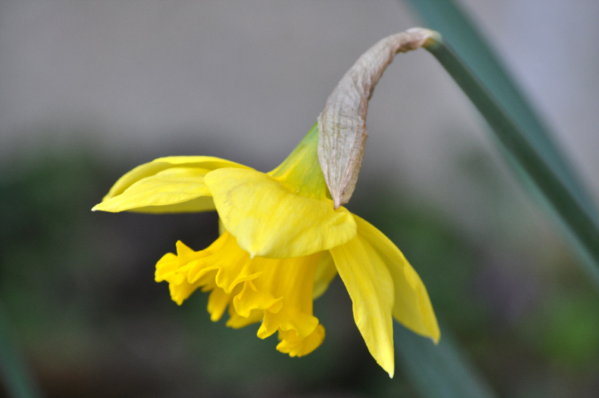fiore5