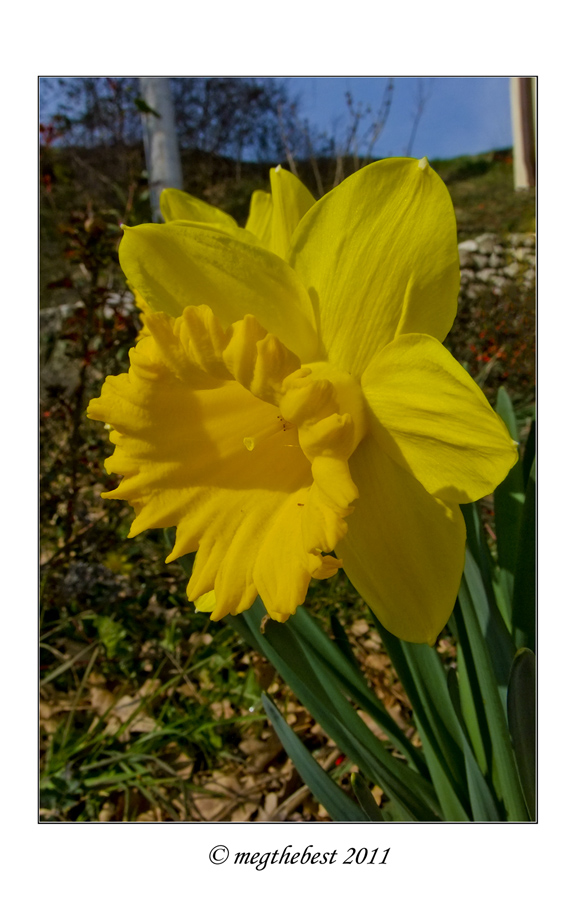 Narciso