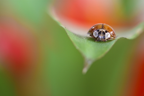 MACRO