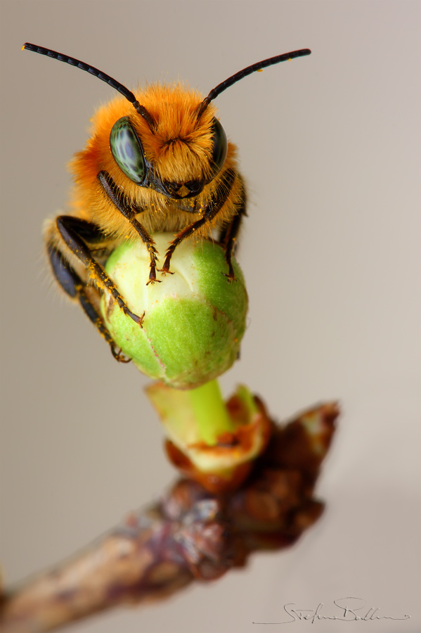 macro