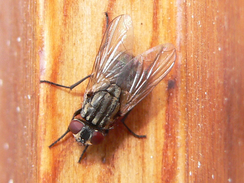 MOSCA O MOSCONE?