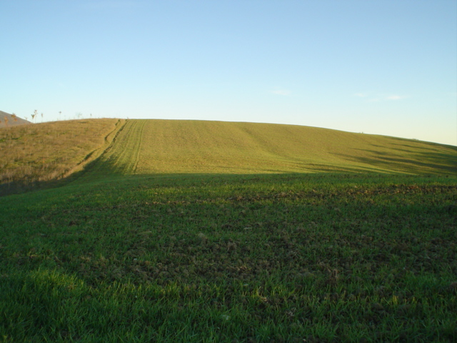 prato verde