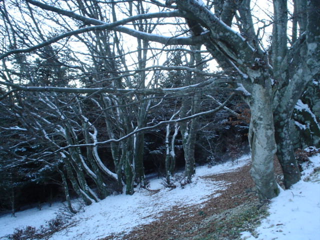 Alberi innevati