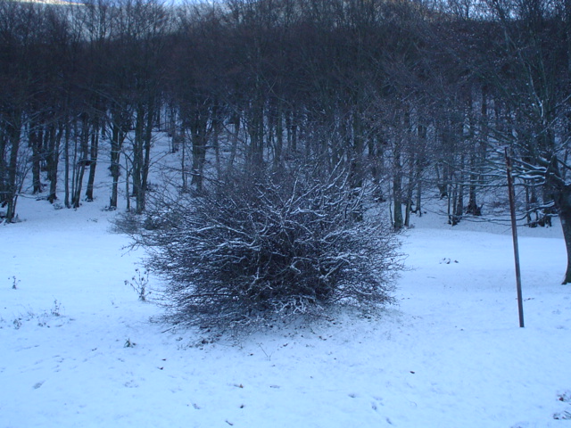 Cespuglio innevato