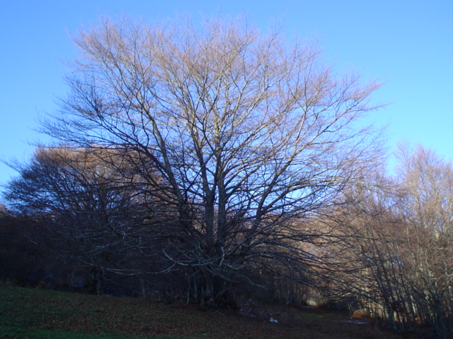 Pianta