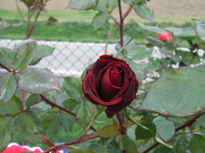 rosa rossa
