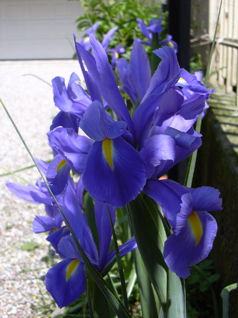 Garden' s flower