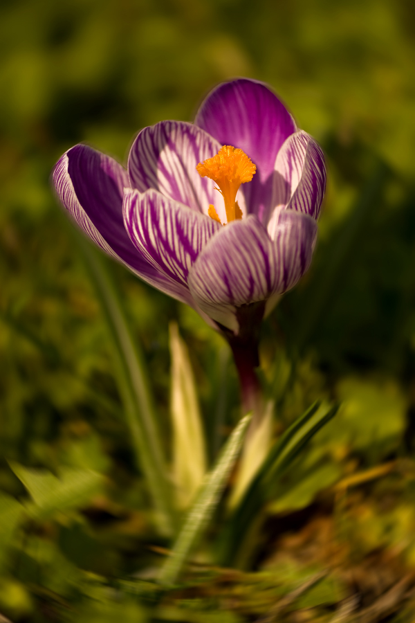 Crocus III