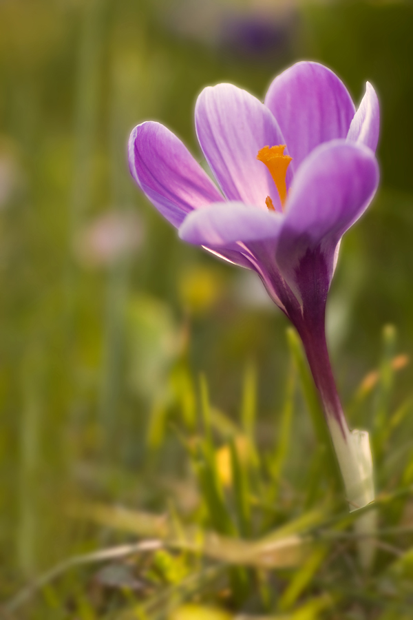 Crocus V