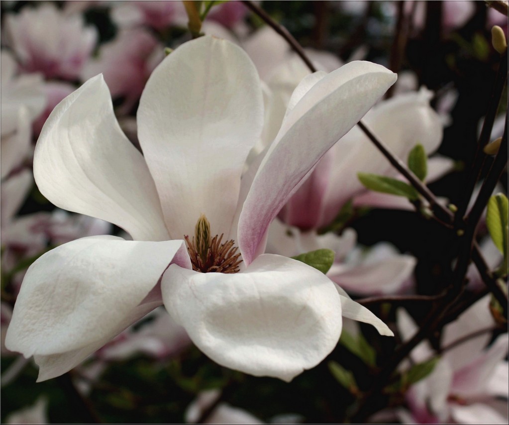 fior di magnolia