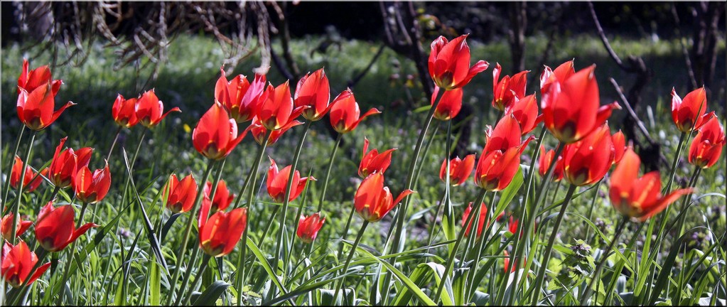 tulipa