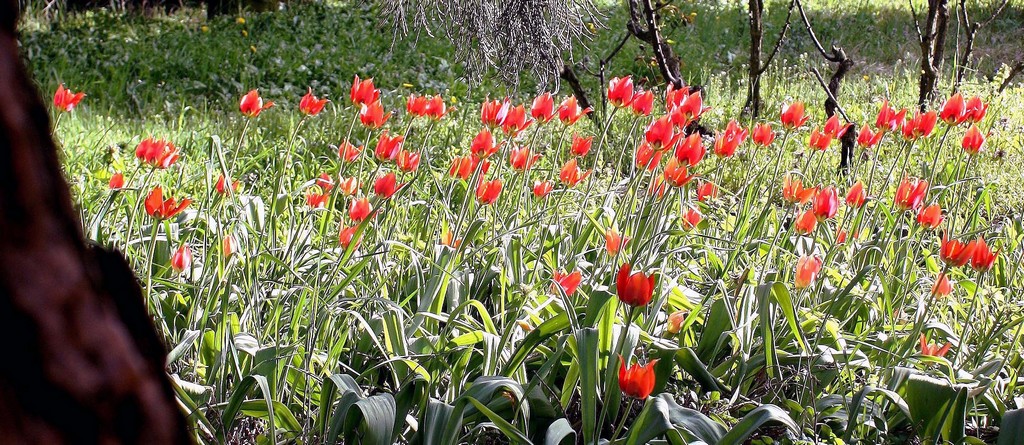 tulipa