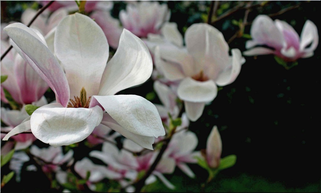 magnolia