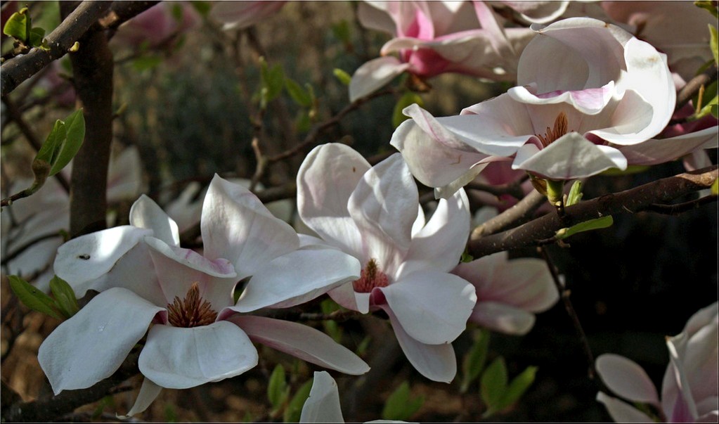 magnolia trio