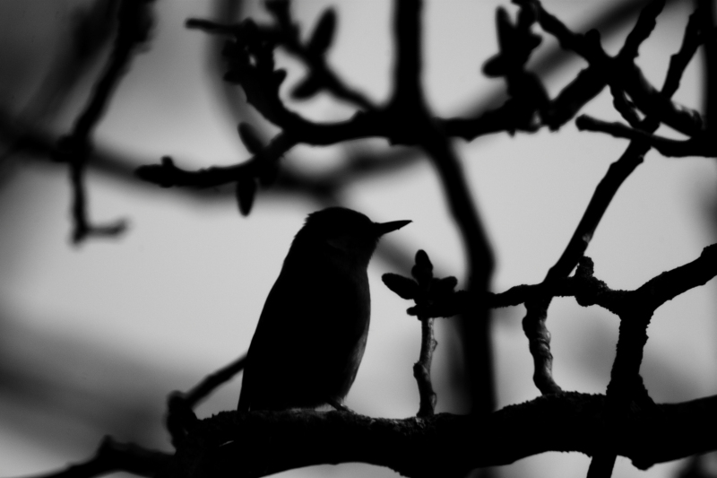 Twilight blackness