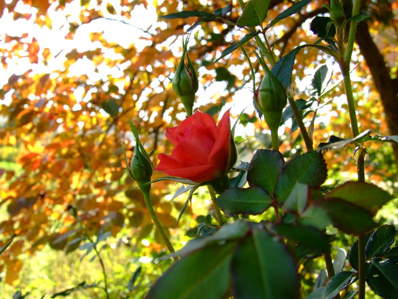 Boccioli di rose