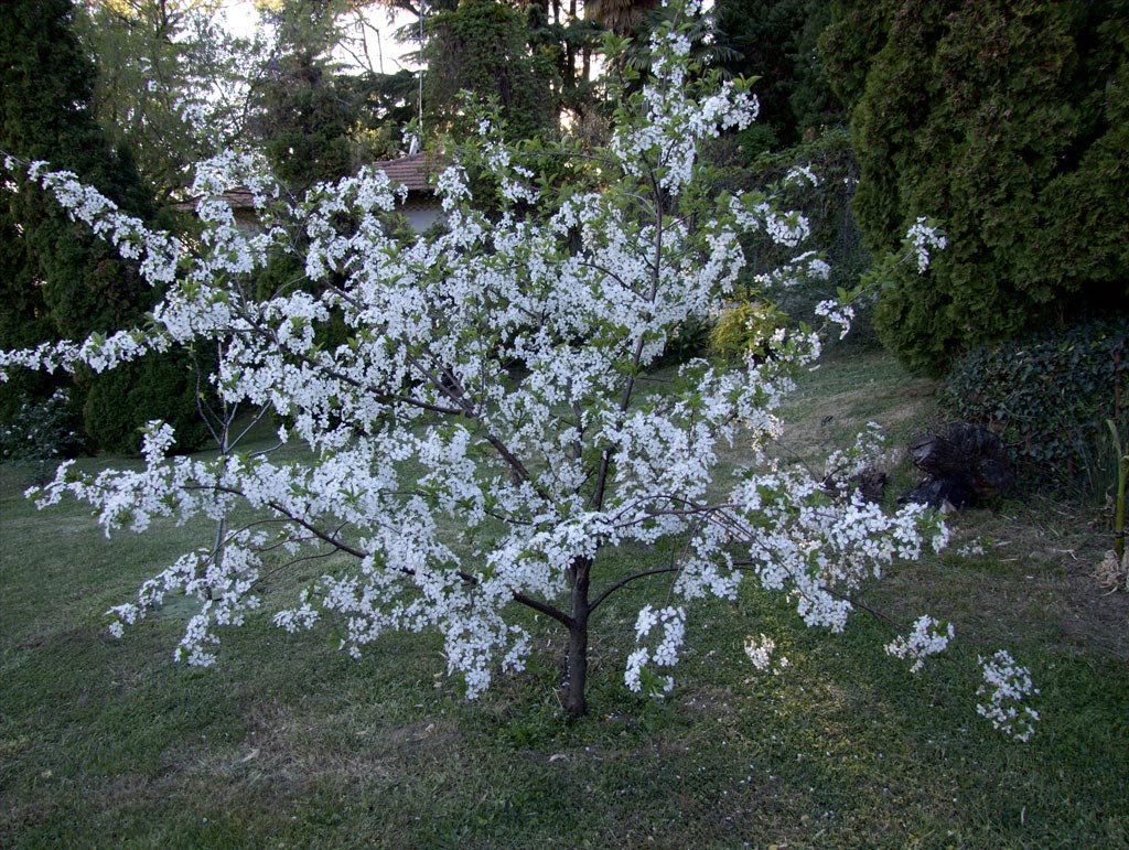 cotogno pianta