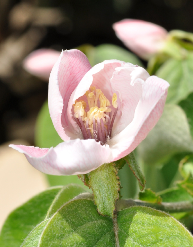 fiore rosa