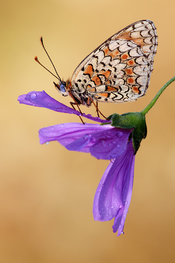 macro
