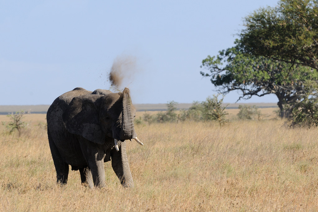 Elefante - Serengeti (Tanzania)