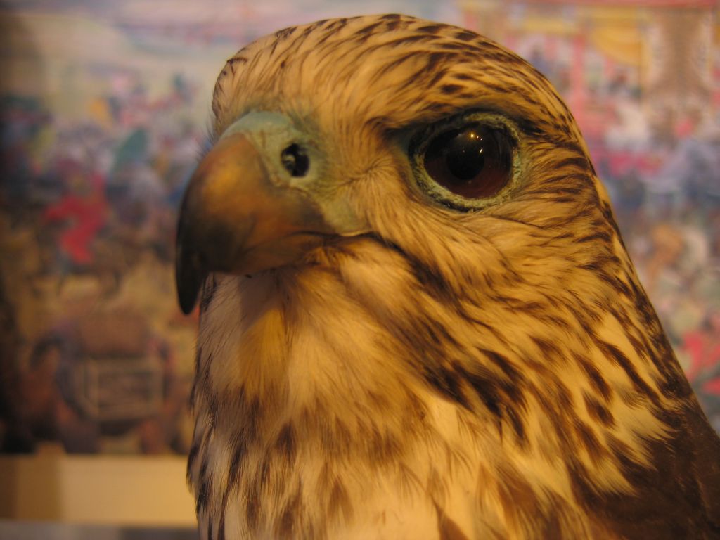 Falco 1